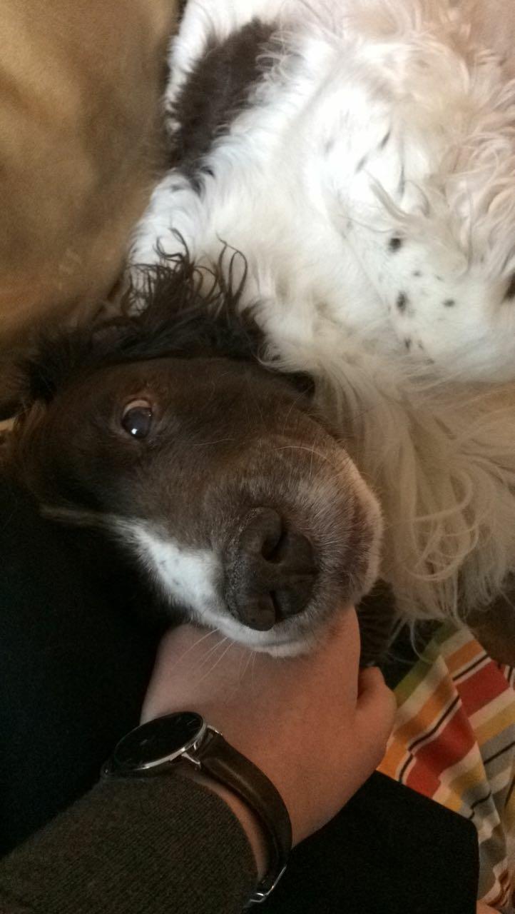 Field Trial Springer Spaniel sepa's Louie billede 10