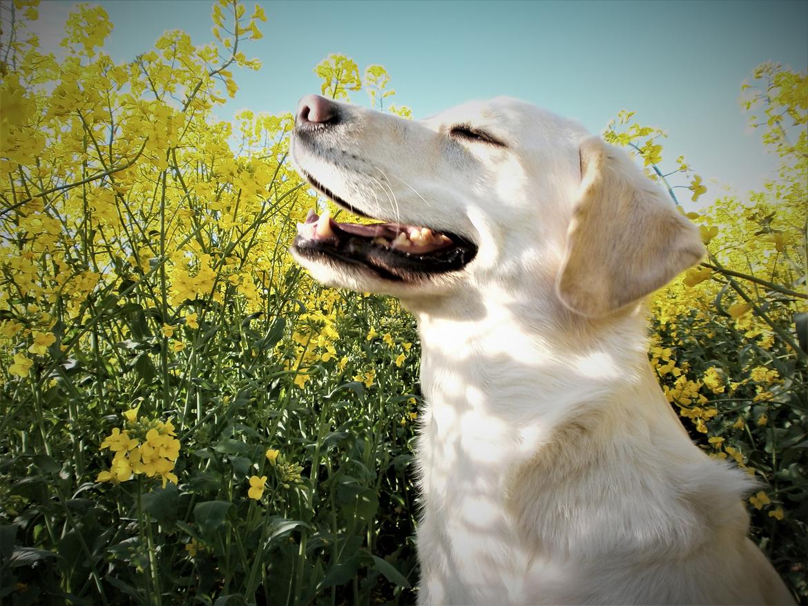 Blanding af racer †Puk† billede 15