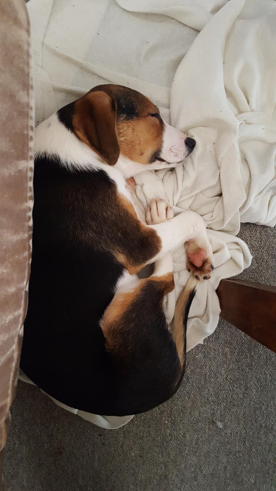 Blanding af racer Toby billede 2