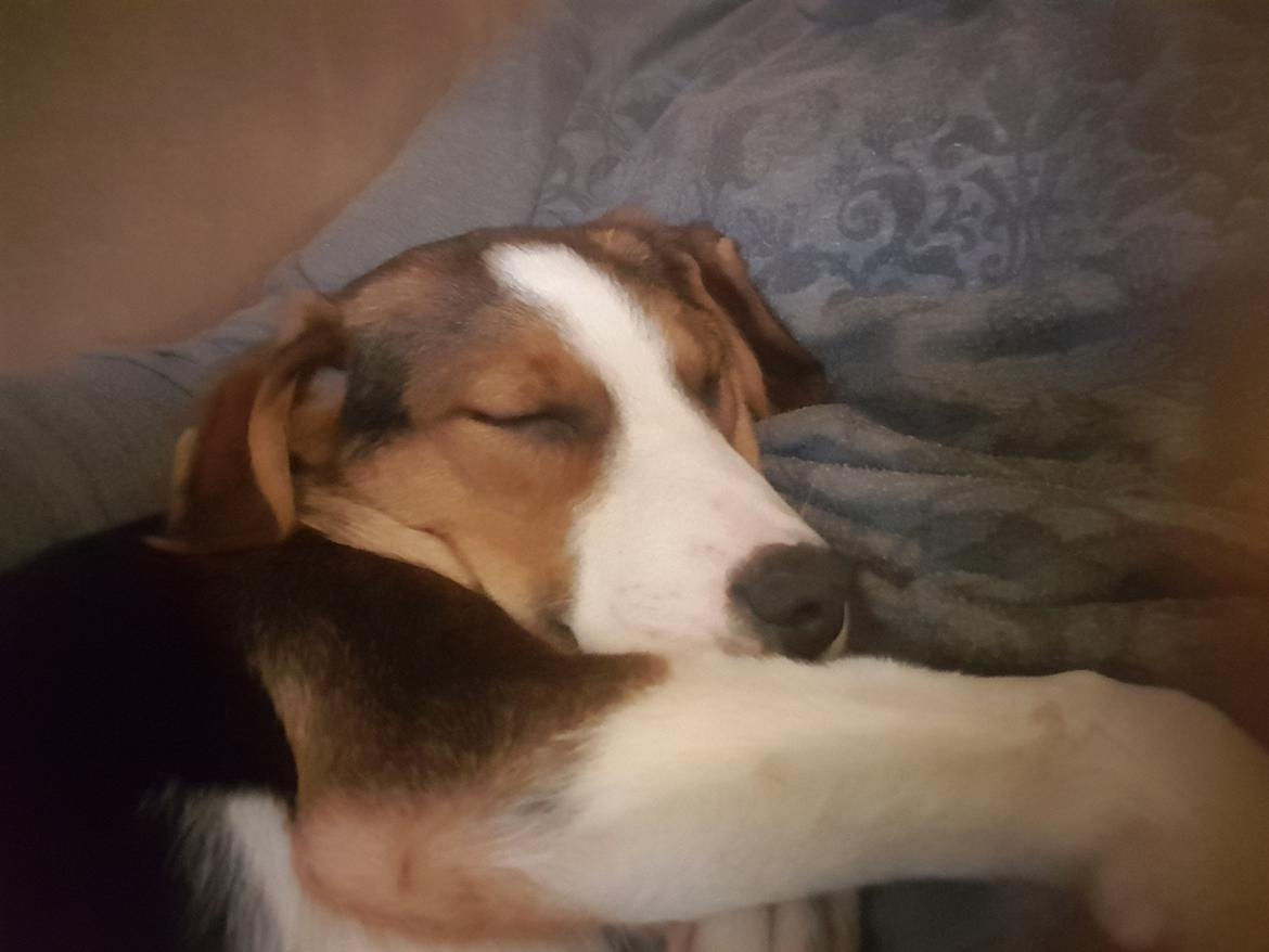 Blanding af racer Toby billede 3