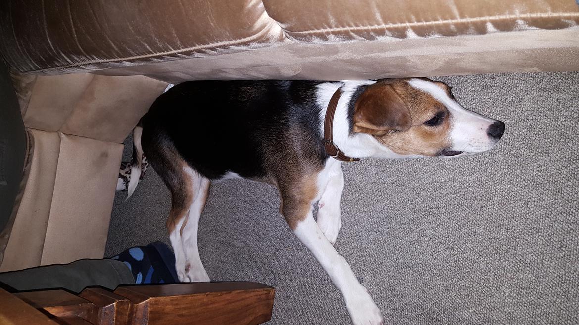 Blanding af racer Toby billede 1