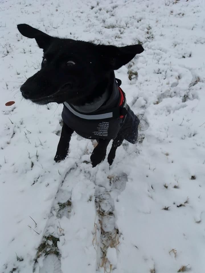 Blanding af racer Freja - Et af de lidt sjovere pletskud billede 7