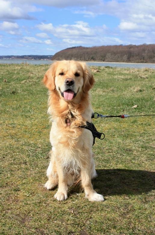 Golden retriever Nero - Nuller ved Kalø billede 1