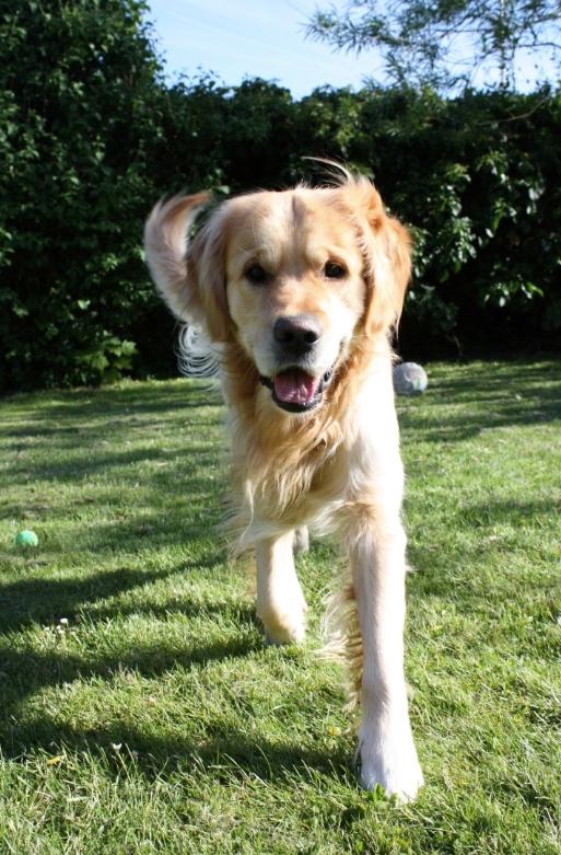 Golden retriever Nero - Smuk og dejlig <3 billede 9