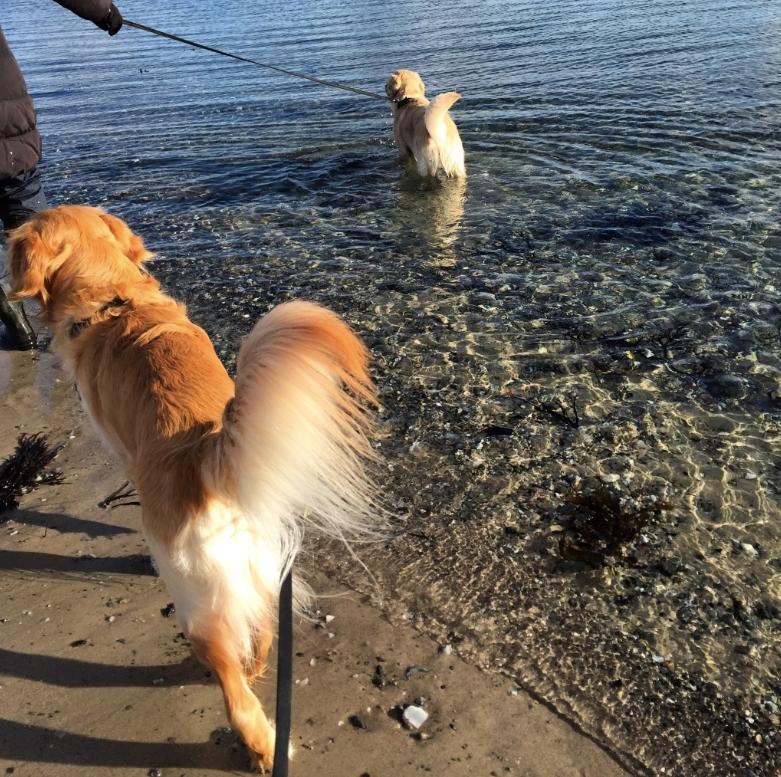 Golden retriever Nero - Nuller holder sig i vandkanten.. Man skulle nødigt få våde poter! billede 5