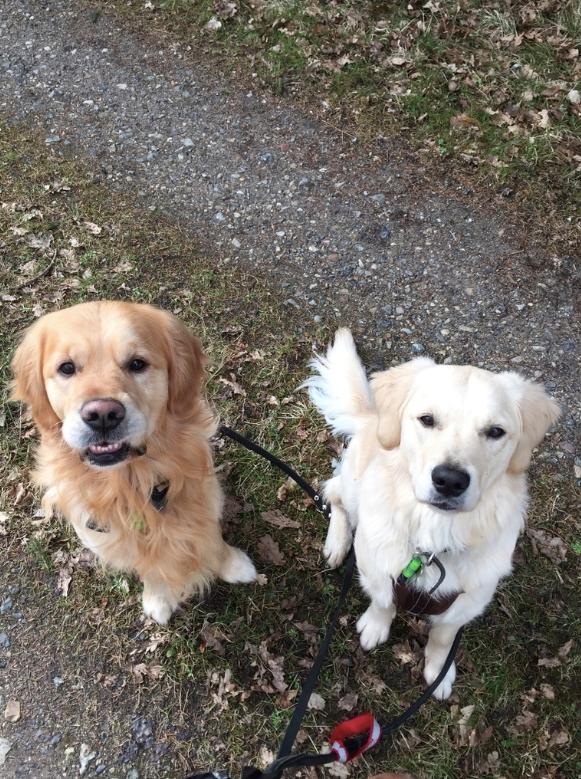 Golden retriever Nero - En skovtur med drengene :-)  billede 6