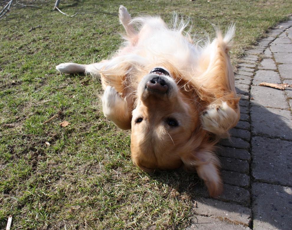 Golden retriever Nero - Nyder det gode forårsvejr billede 7