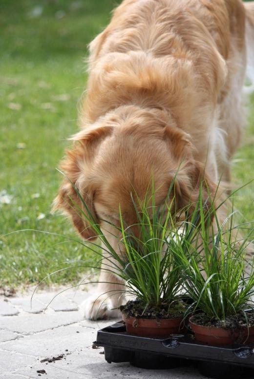 Golden retriever Nero billede 8