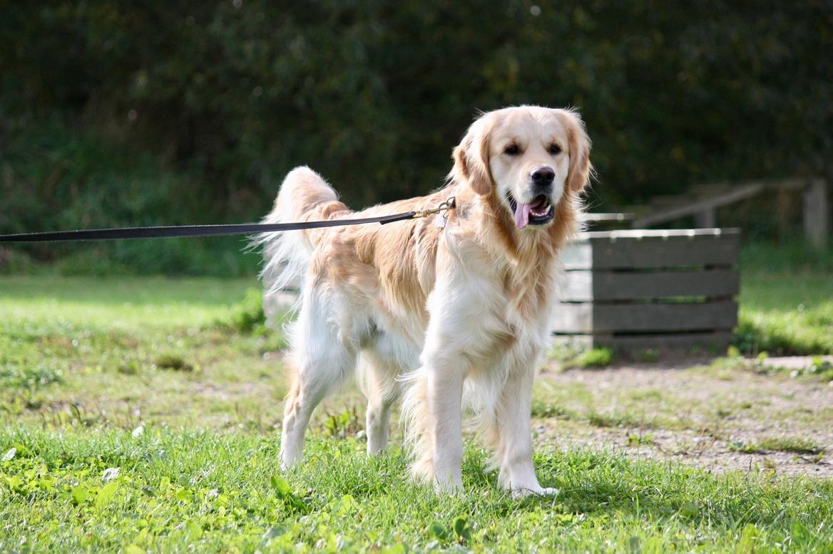 Golden retriever Nero - Poserer for kameraet billede 23
