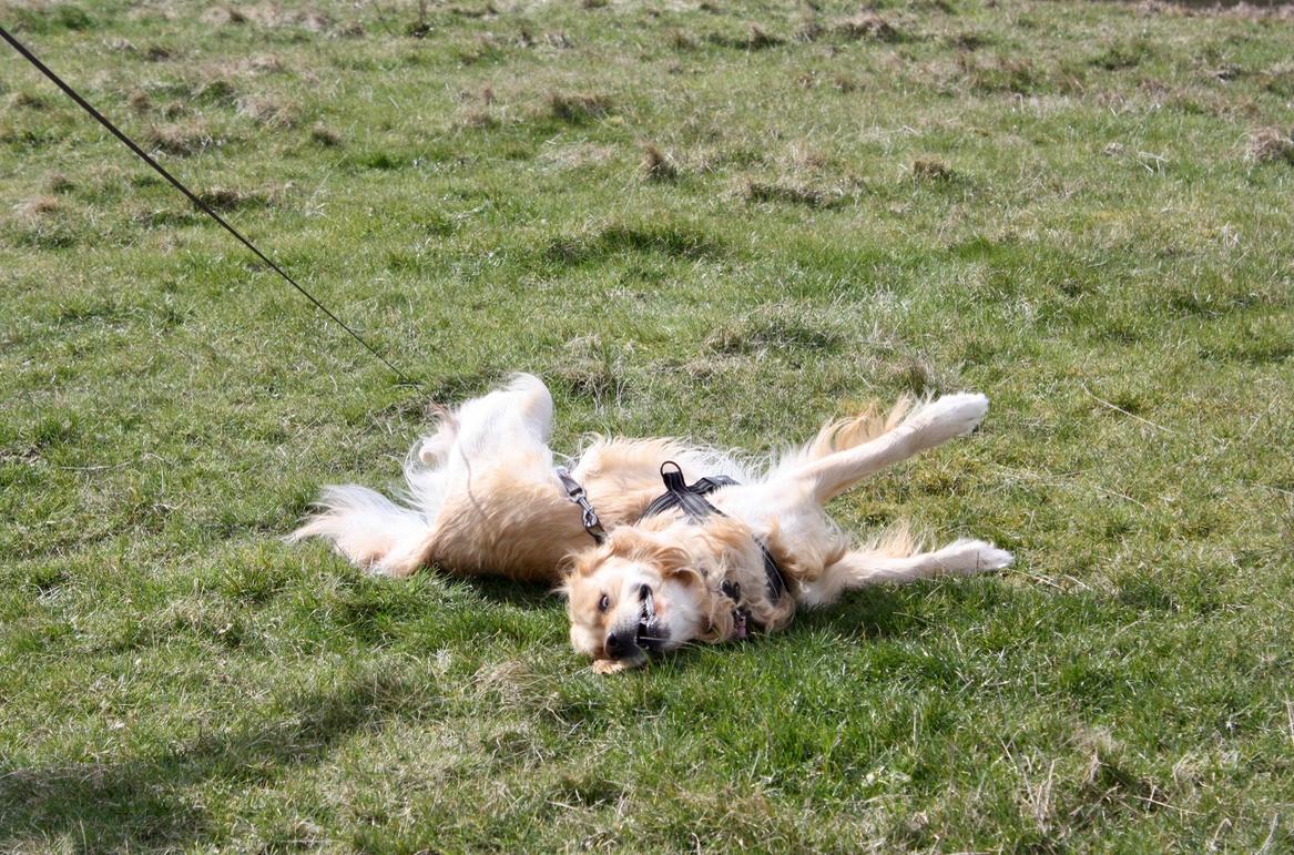 Golden retriever Nero - Nyder det gode forårsvejr.. igen :-D billede 12