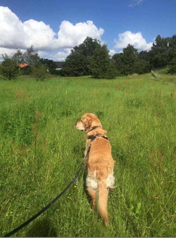 Golden retriever Nero - På græshoppejagt billede 13