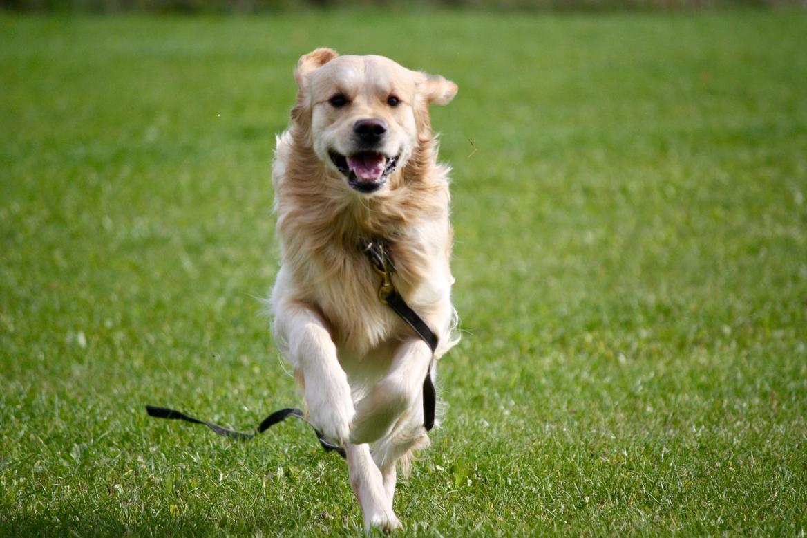 Golden retriever Nero - Løb og leg på banen :-)  billede 10