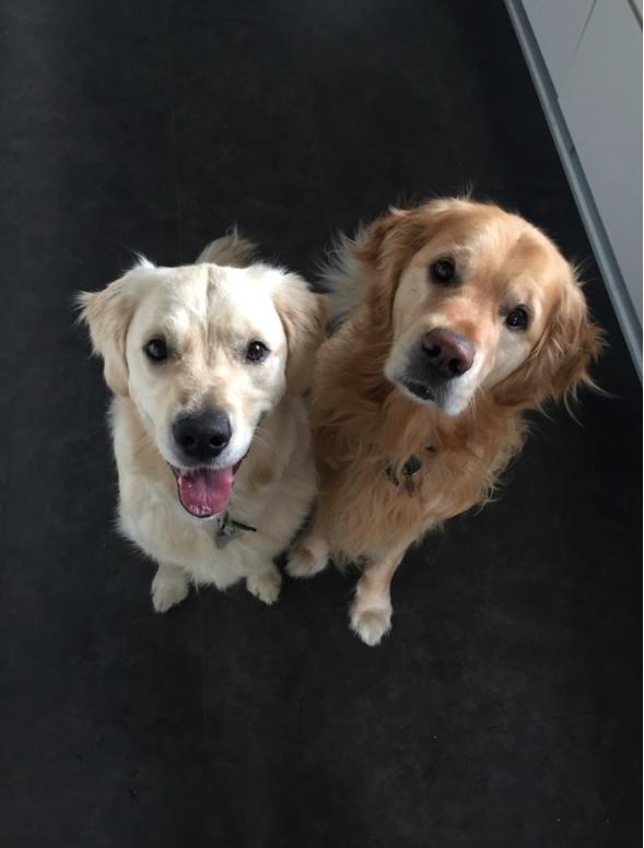 Golden retriever Nero - Drengene efter Valentins gåtur.. Vi støtter hunde med særlige behov <3  billede 21