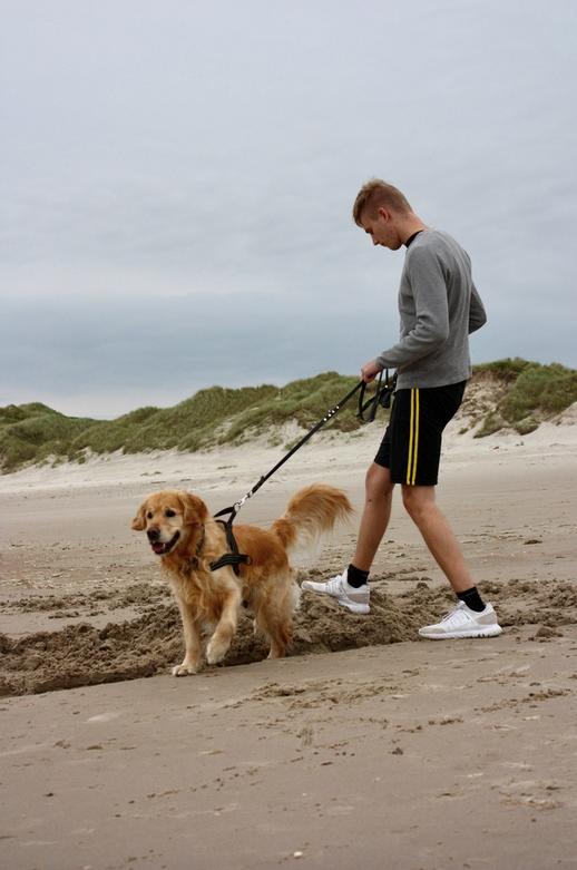 Golden retriever Nero - Ved Vesterhavet i sommer.. Nuller holder sig ved sandstranden.. De vilde bølger er ikke så sjove! billede 26