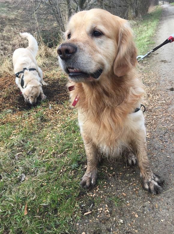 Golden retriever Nero - Graver lidt for store huller og får lidt for meget sand mellem poterne :-D billede 28