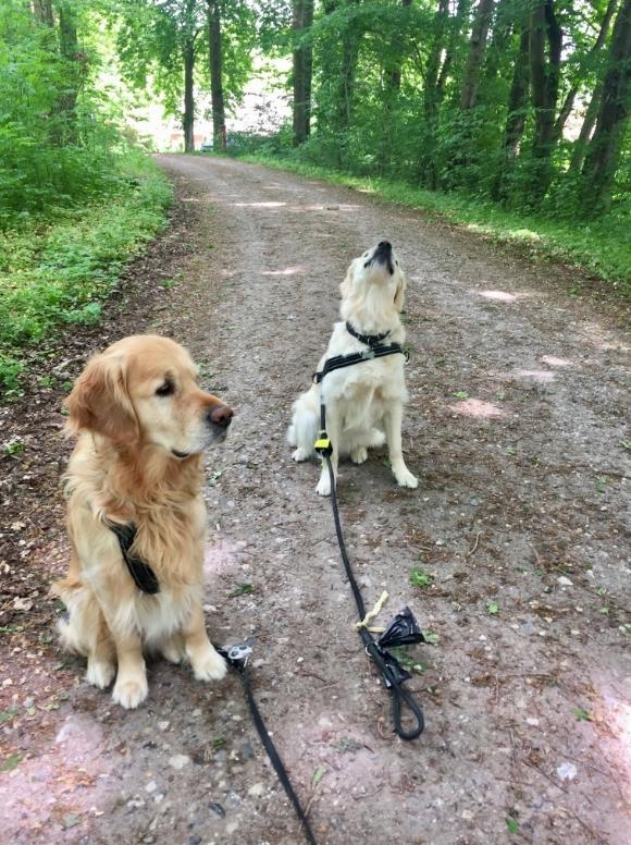 Golden retriever Koda - Koda er.. ja, Koda :-D billede 5