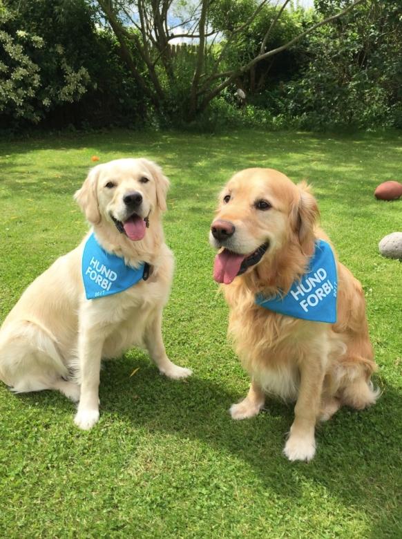 Golden retriever Koda - Hund forbi.. Fordi vi støtter hjemløse hunde <3 billede 3