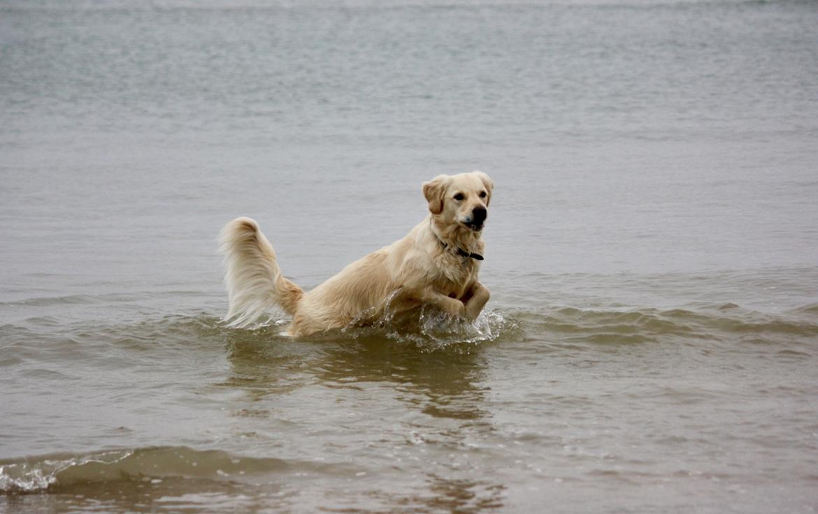 Golden retriever Koda - En rigtig vandhund billede 8