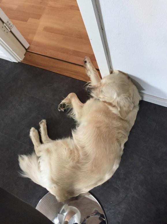 Golden retriever Koda - Sådan sover man bare dejligt billede 7
