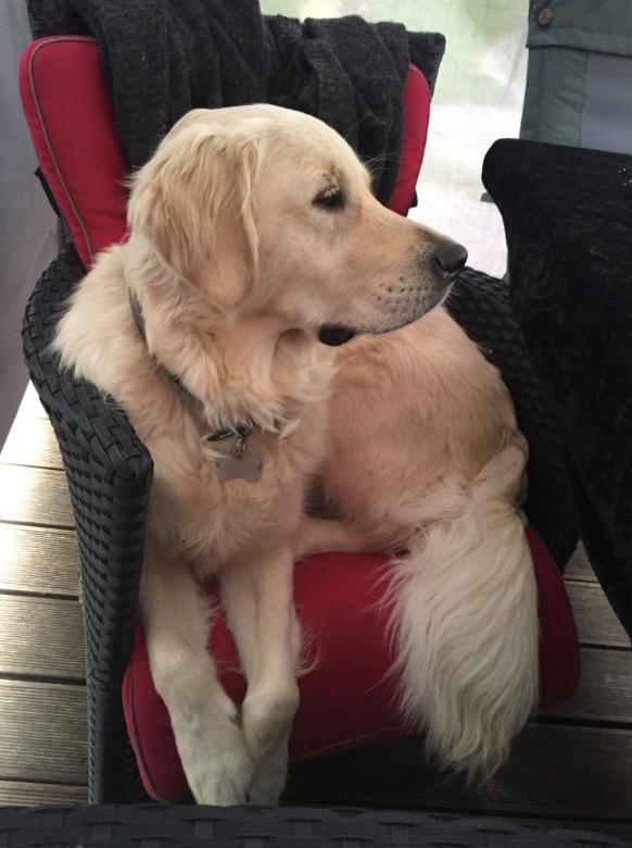 Golden retriever Koda - Stol igen! billede 12