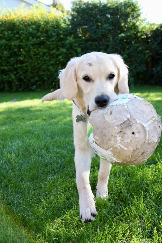 Golden retriever Koda - Altid klar på leg billede 15