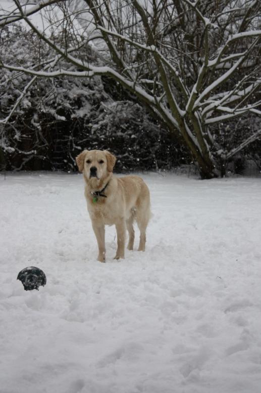 Golden retriever Koda - Poserer for kameraet billede 17