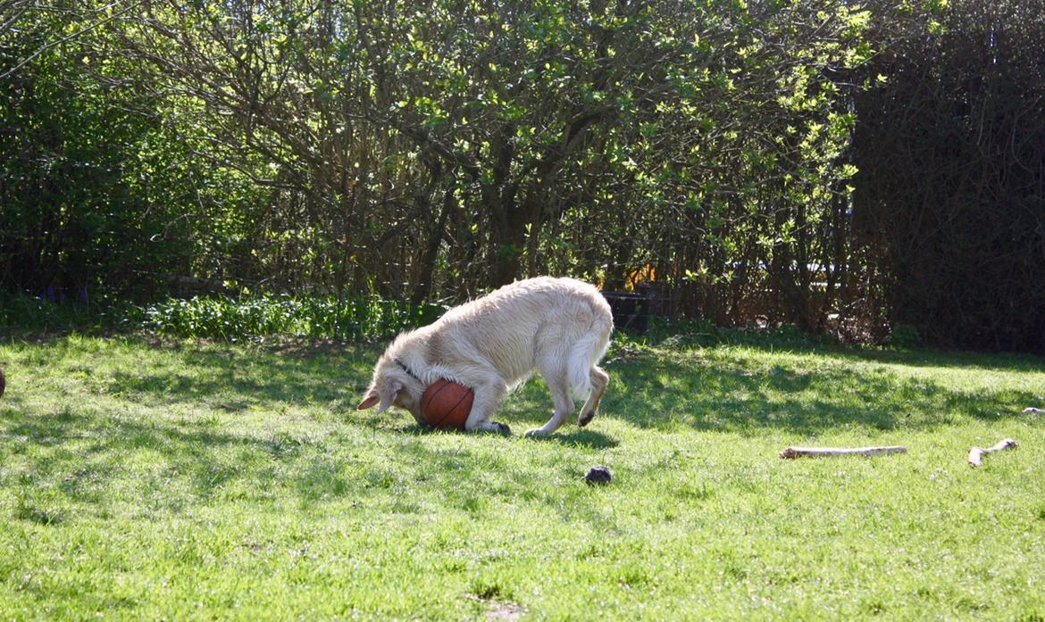 Golden retriever Koda - Man kan altid lege billede 22