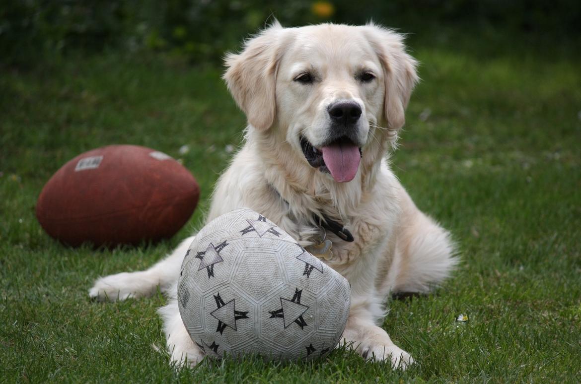 Golden retriever Koda - Smuk og dejlig <3  billede 11