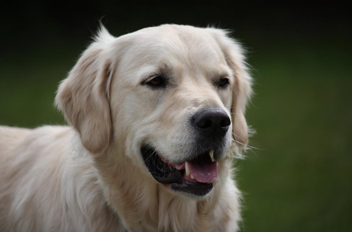 Golden retriever Koda billede 20