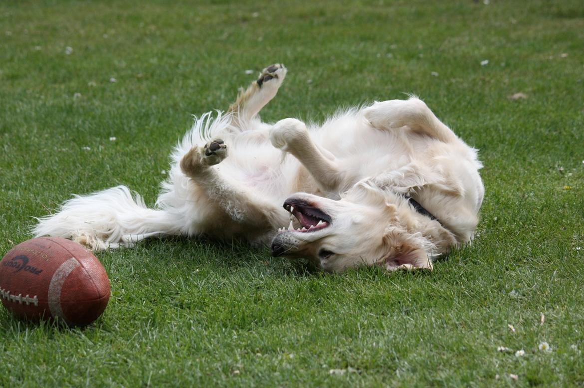 Golden retriever Koda - Leger på ryggen billede 25