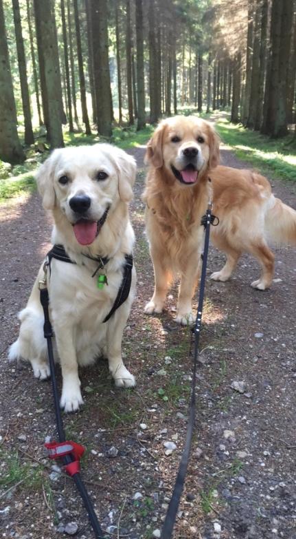 Golden retriever Koda - Mine dejlige drenge på skovtur <3 billede 30