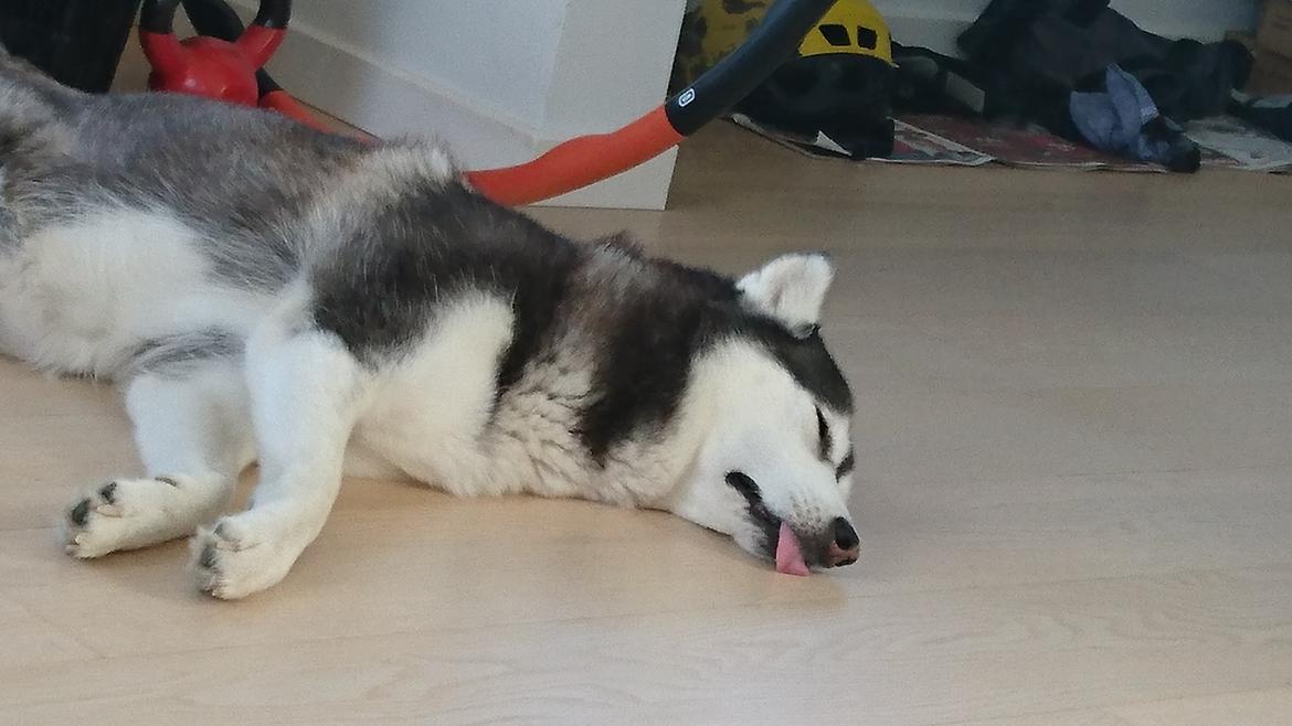 Siberian husky Lady, Himmelhund billede 9