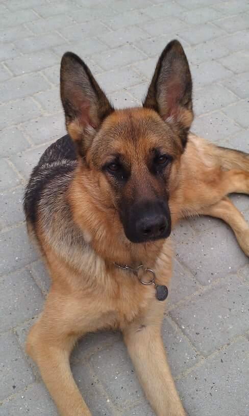 Schæferhund Hekami Tøsen. (Tøsen). (Mine forældres). billede 2