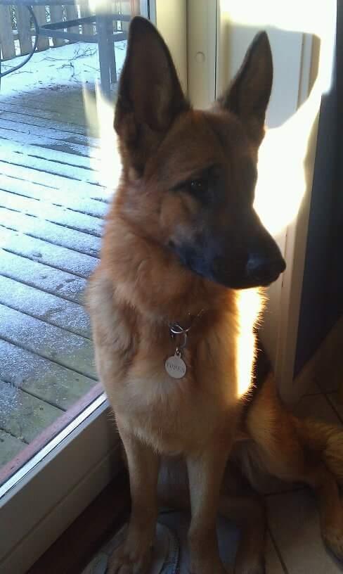 Schæferhund Hekami Tøsen. (Tøsen). (Mine forældres). billede 10