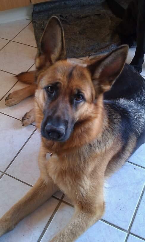 Schæferhund Hekami Tøsen. (Tøsen). (Mine forældres). billede 4