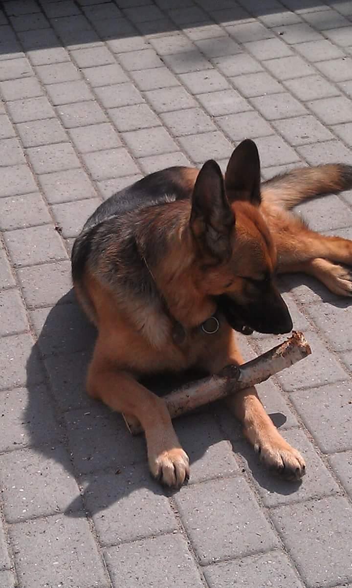 Schæferhund Hekami Tøsen. (Tøsen). (Mine forældres). billede 39