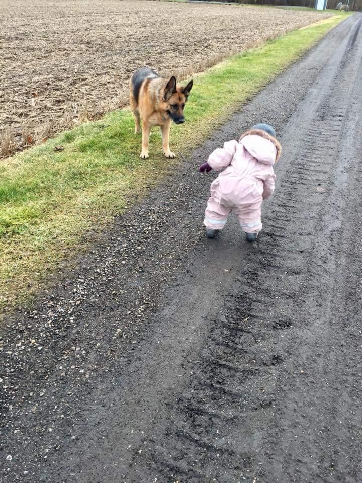Schæferhund Hekami Tøsen. (Tøsen). (Mine forældres). billede 45
