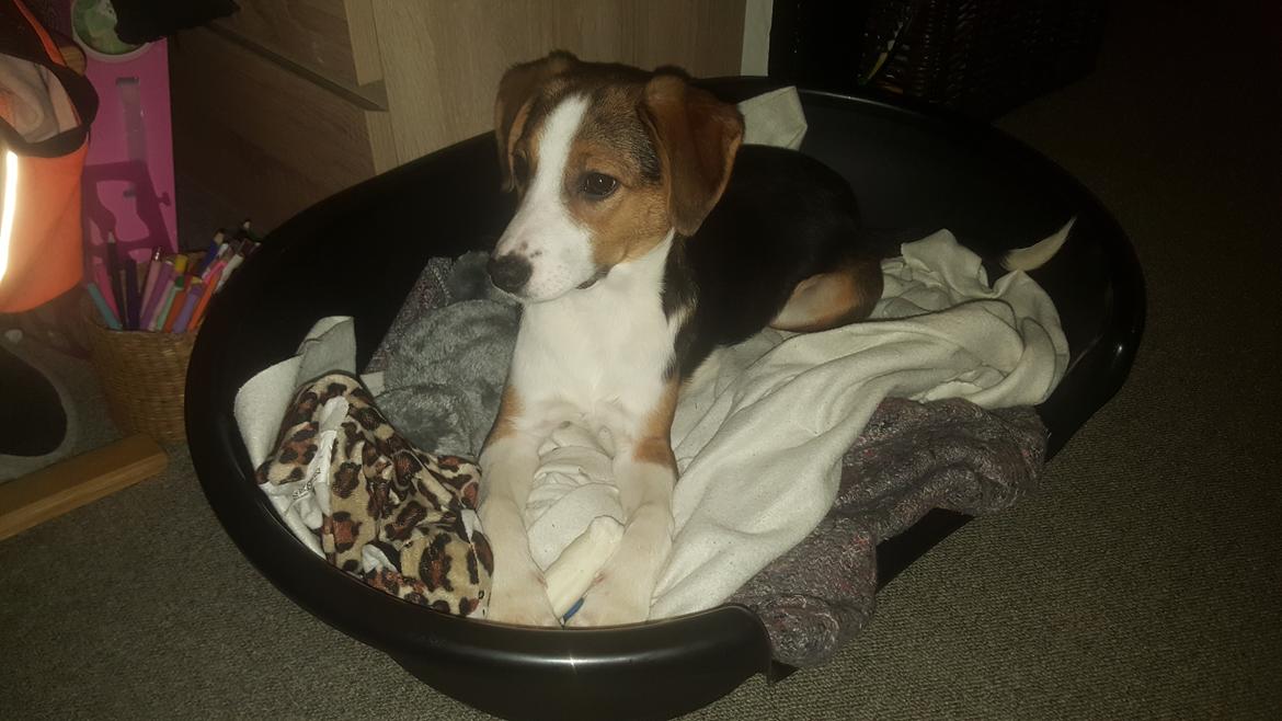 Blanding af racer Toby billede 12