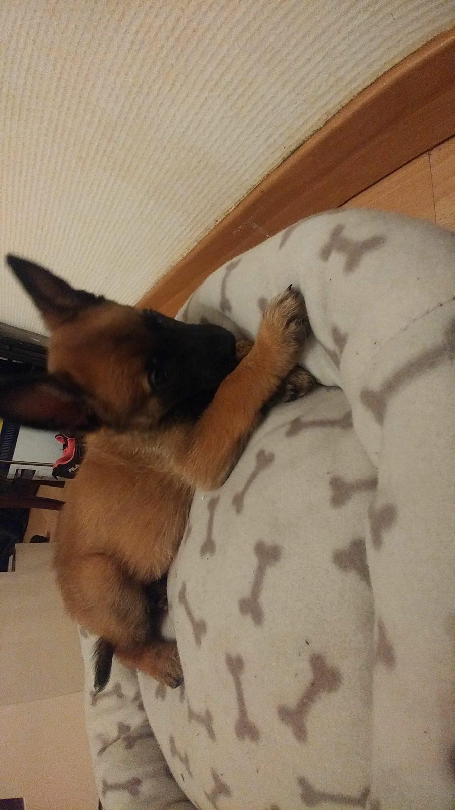 Malinois Louis billede 3