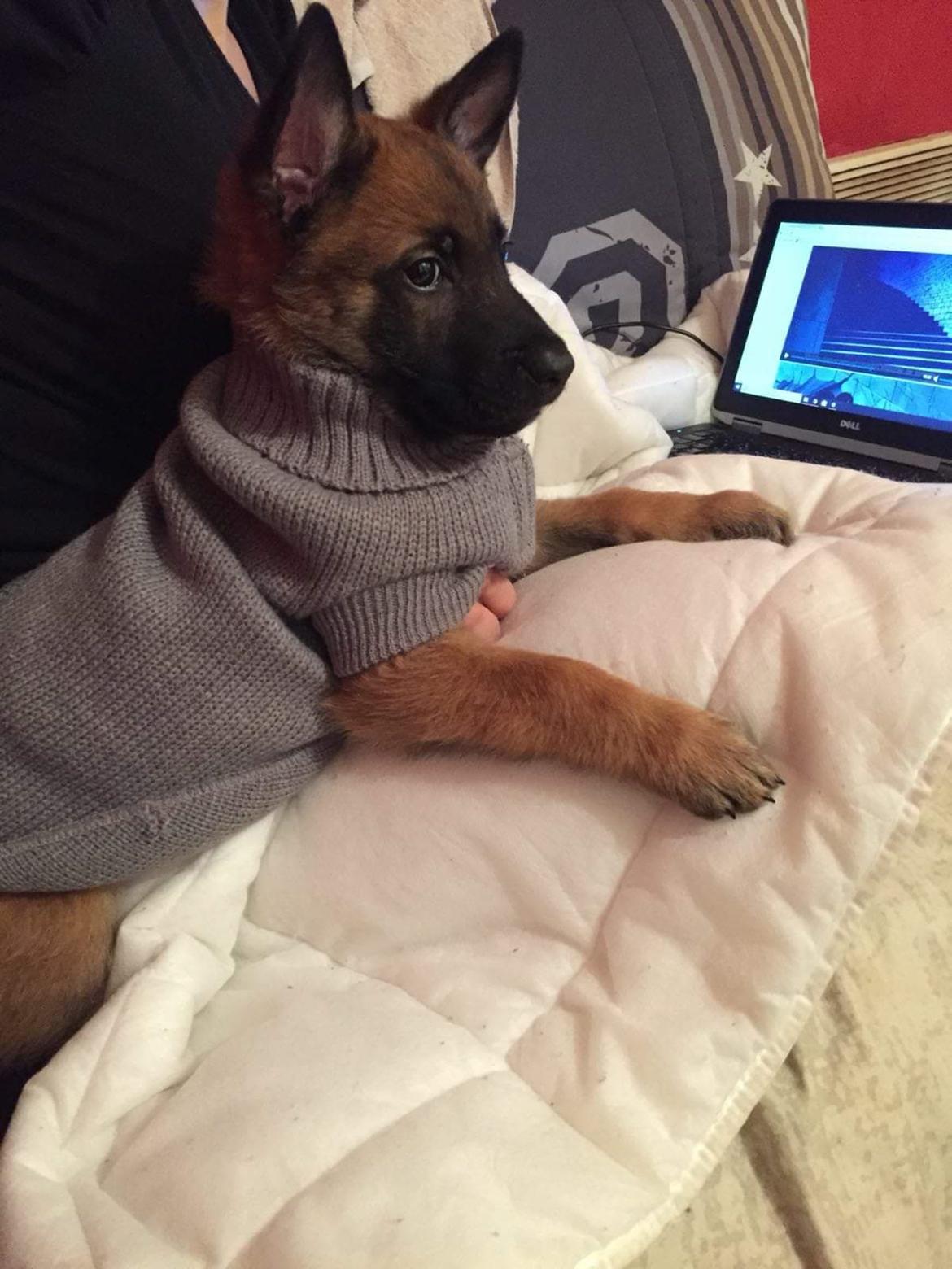 Malinois Louis billede 4