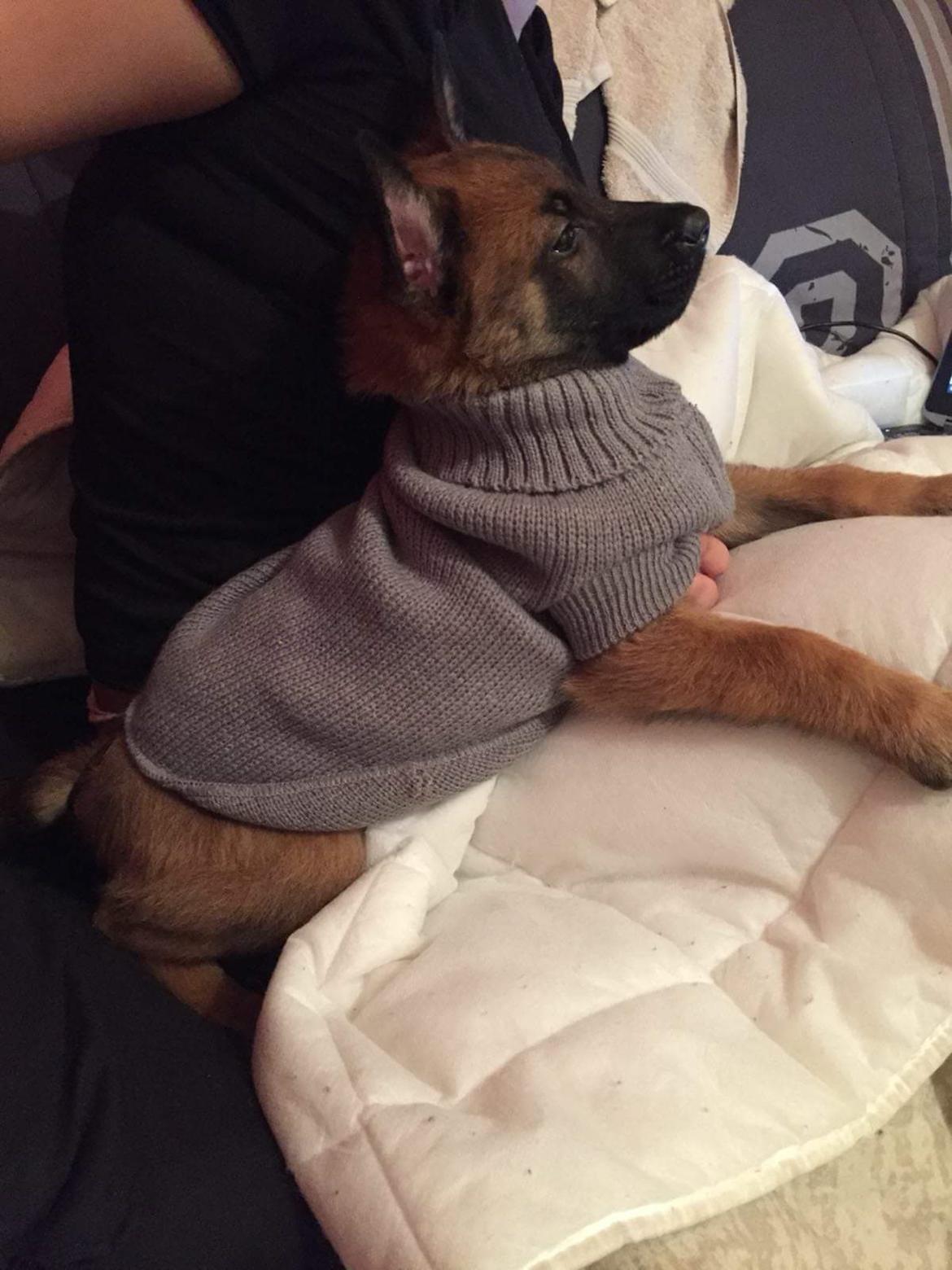 Malinois Louis billede 5