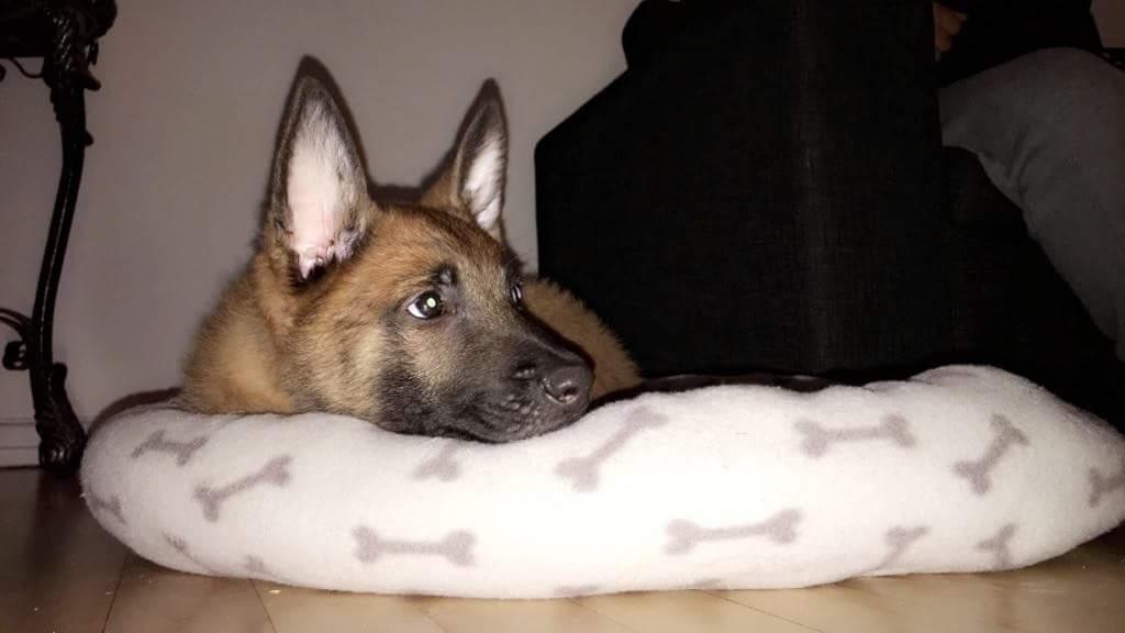 Malinois Louis billede 1