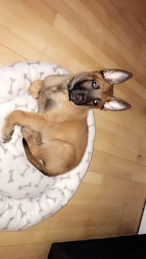 Malinois Louis billede 6