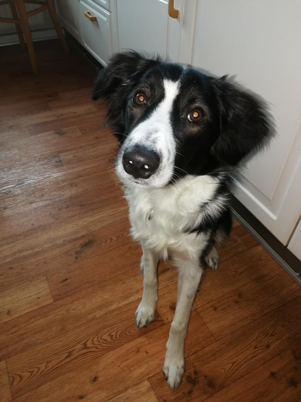 Border collie Zento  billede 1