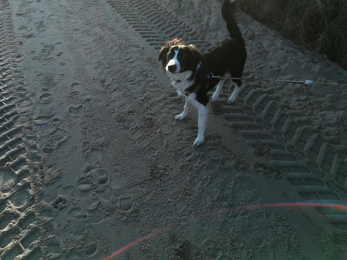 Border collie Zento  billede 2