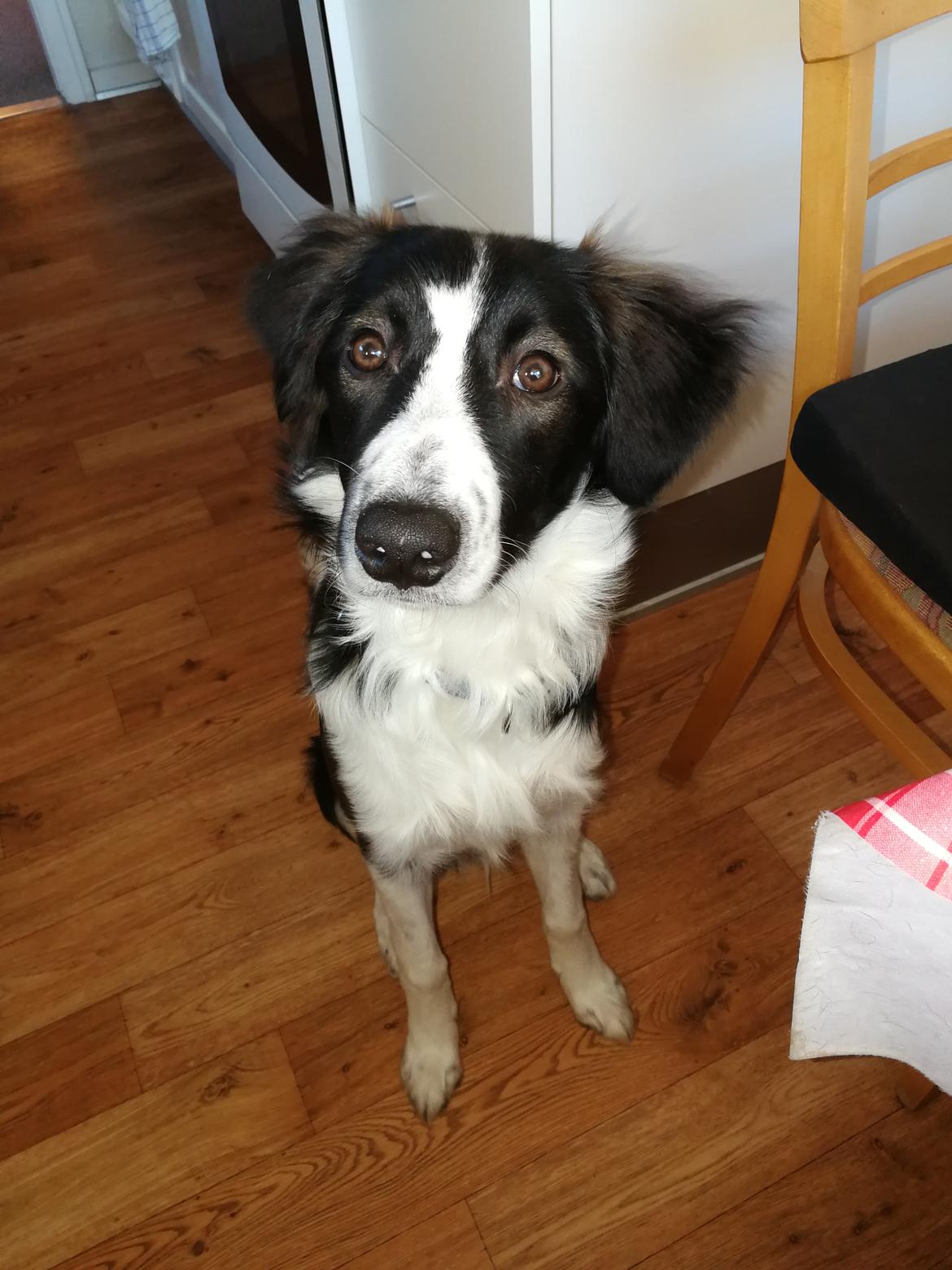 Border collie Zento  billede 3