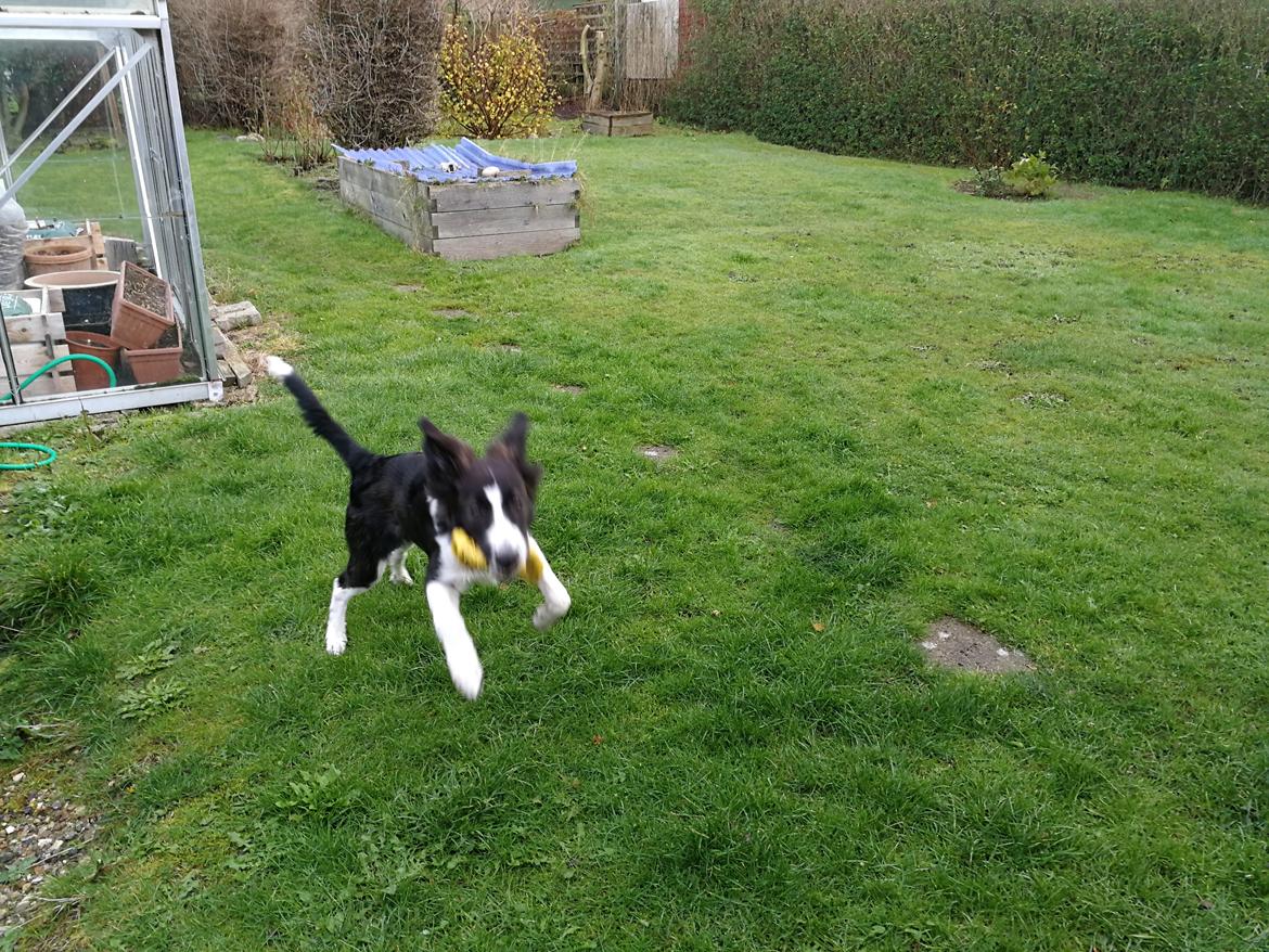 Border collie Zento  billede 4