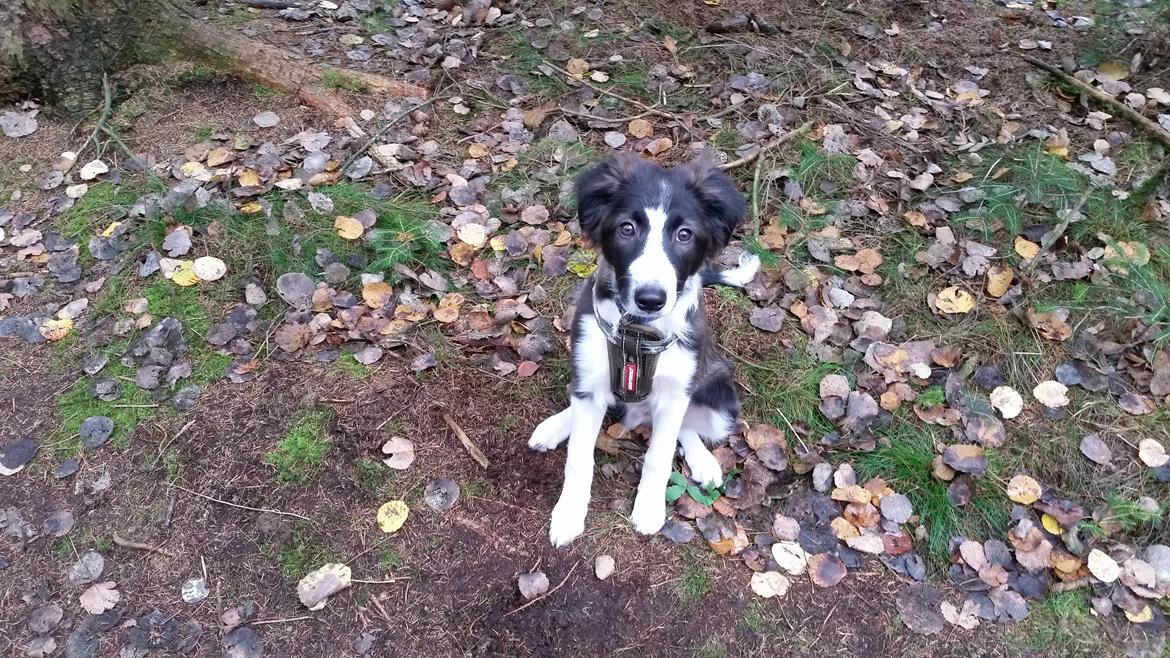 Border collie Zento  billede 5