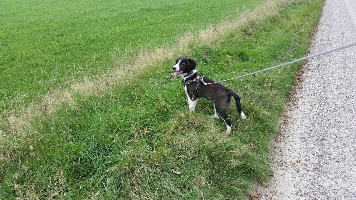 Border collie Zento  billede 6