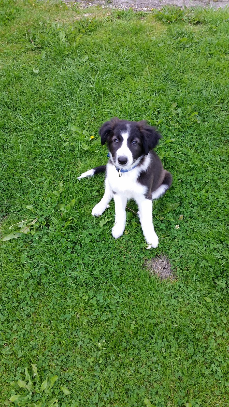 Border collie Zento  billede 7